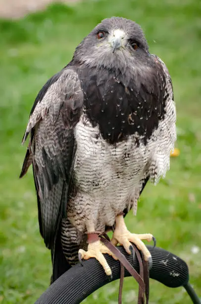 A vertical closeup of the black-chested buzzard-eagle, Geranoaetus melanoleucus.