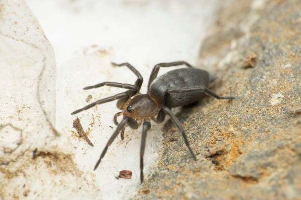 istock Grey sac spider, Satara, Maharashtra, India 1466971977