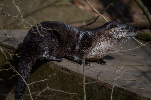 A closeup shot of the otter under the sunlight in Wildpark Bad Mergentheim n Germany