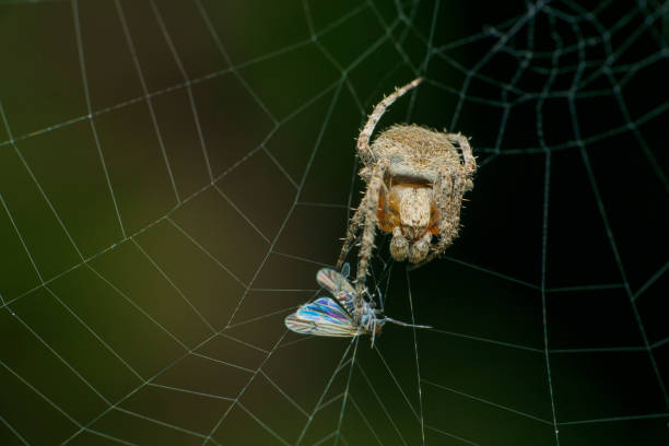 istock Orb weaver spider with prey on web, Satara, Maharashtra, India  1466972088