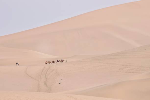 istock Beautiful view of camels going through desert 1466972152