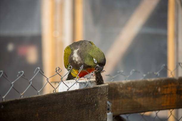Patagonian conure parrot on a fence