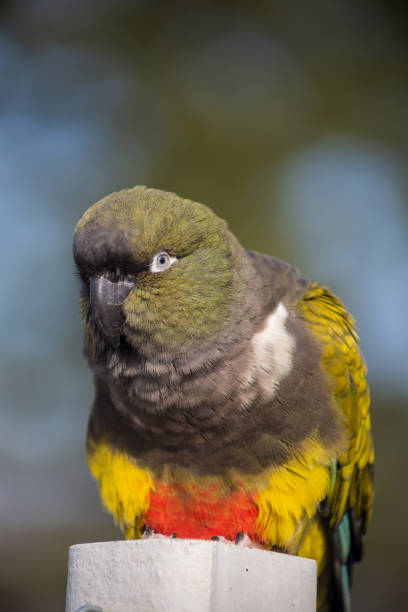 istock Patagonian conure portrait 1466972416