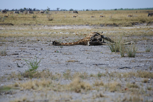 A photo of a dead giraffe found in Etosha park in Namibia, and it started to get eaten by other animals