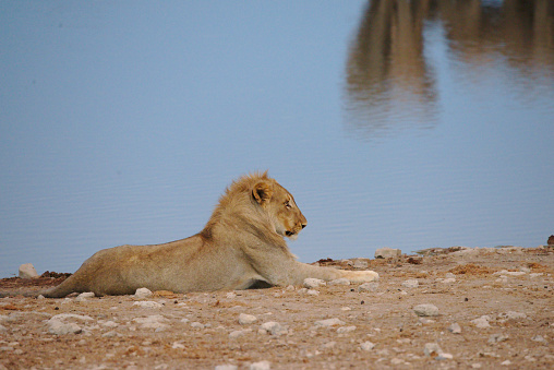 A photo of a young male lion resting around a water pond, Etosha park, Namibia