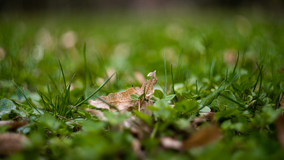 A shot of fallen dry autumn leaf on the grass