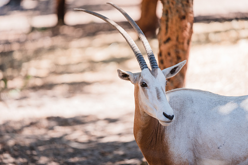 A shallow focus shot of a scimitar oryx standing in the forest in bright sunlight with blurred background