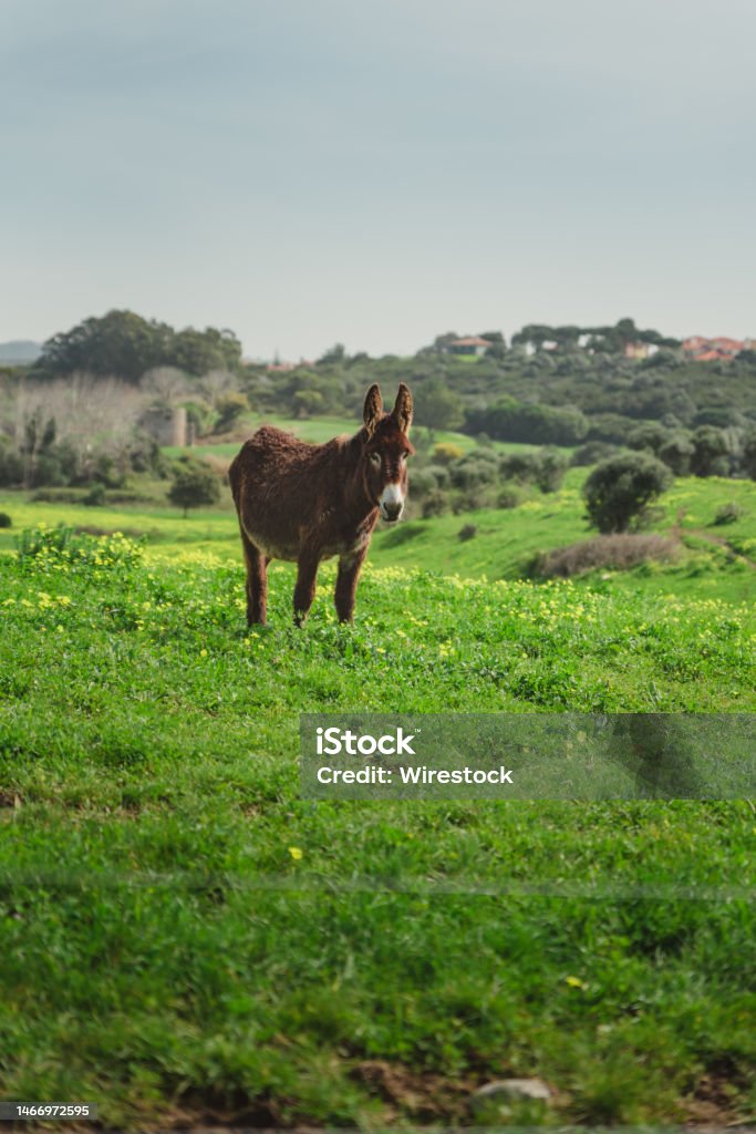 Beautiful shot of a mule grazing in a green meadow in bright sunlight A beautiful shot of a mule grazing in a green meadow in bright sunlight Agricultural Field Stock Photo