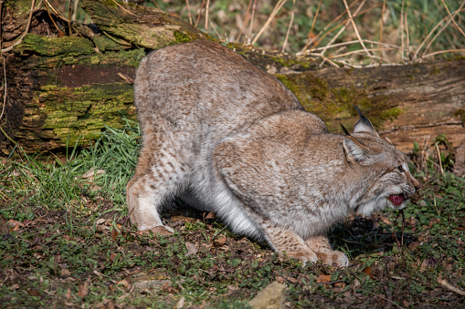 A closeup of a Lynx in Wildpark Bad Mergentheim in Germany