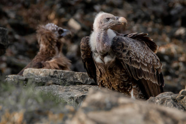 istock Vulture inside a cage in Wildpark Bad Mergentheim, Germany 1466972697