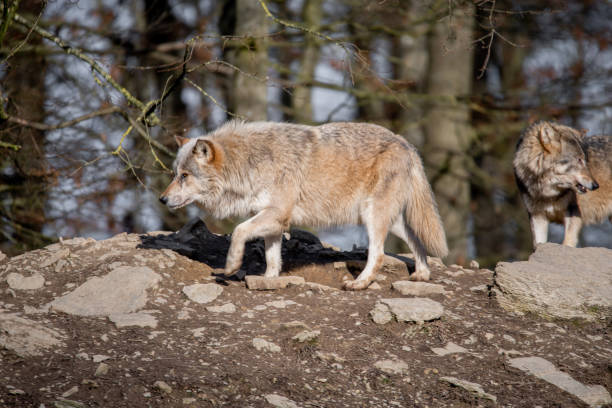 istock Selective focus shot of wolves in Wildpark Bad Mergentheim, Germany 1466972748