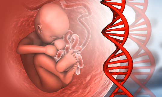 Human fetus with dna strand  on scientific background. 3d illustration