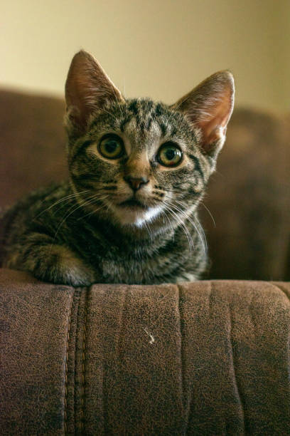 istock Vertical shot of a cute cat on a sofa 1466973423
