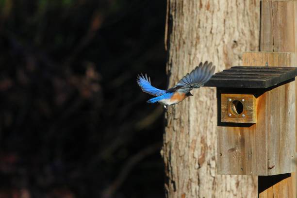 istock Closeup of a Eastern bluebird approaching a birdhouse 1466973854