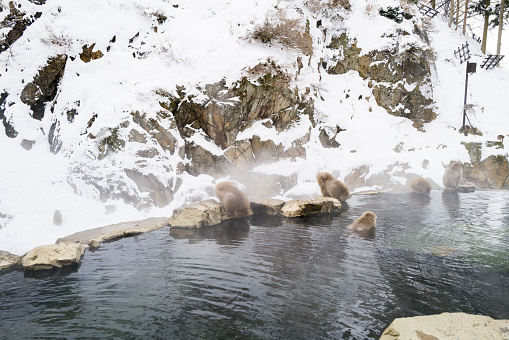 Snow monkeys sitting in the hot springs