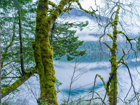 Moss covered trees around lake Crescent, Olympic National Park, Washington State