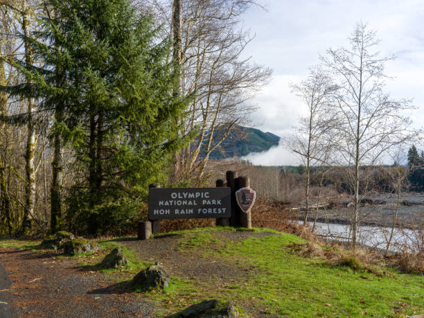 Medium format camera image from HOH Rainforest, Olympic National Park, Washington State, United States