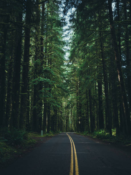 Medium format camera image from Hoh Rainforest, Olympic National Park, Washington State, United States