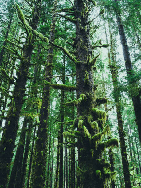 istock Hoh Rain Forest, Olympic National Park 1466974589