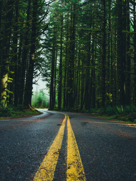 istock Scenic byway through the woodlands 1466974600