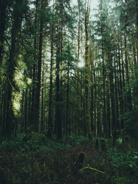 istock Hoh Rain Forest, Olympic National Park 1466974605