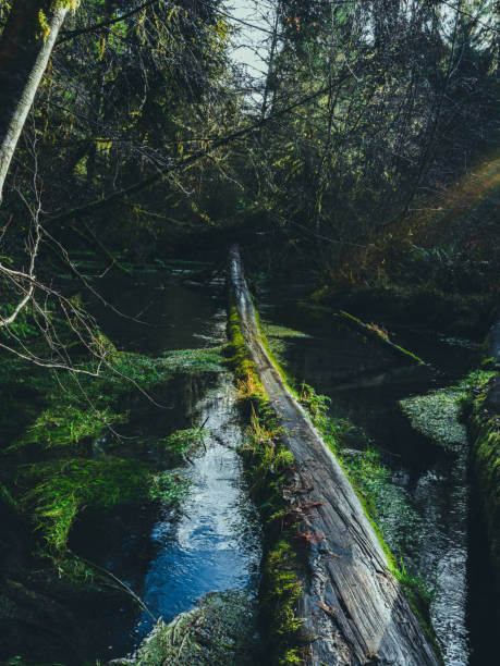 Medium format camera image from Hoh Rainforest, Olympic National Park, Washington State, United States