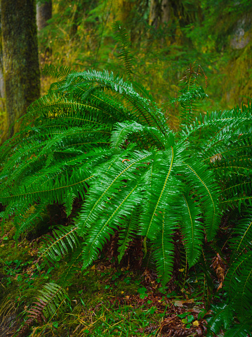 Wide close-up image of a ferns in Hoh Rainforest, Olympic National Park