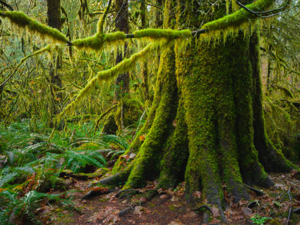 istock Hoh Rain Forest, Olympic National Park 1466974634