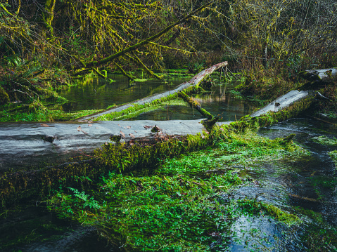 Medium format camera image from HOH Rainforest, Olympic National Park, Washington State, United States