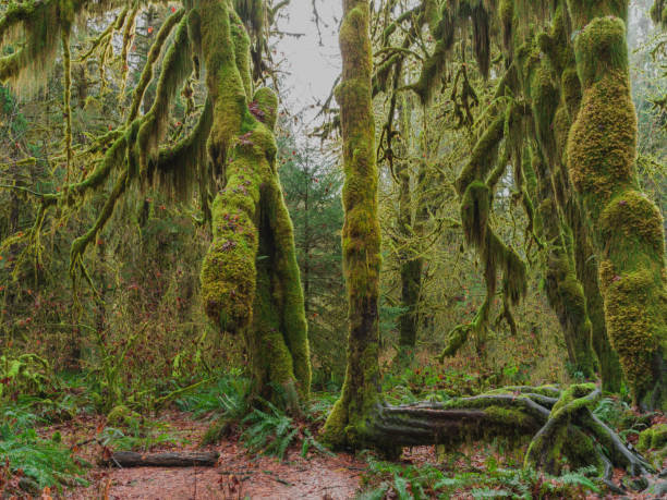 istock Hoh Rain Forest, Olympic National Park 1466974651
