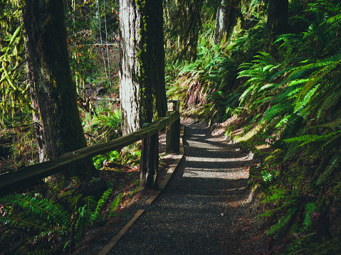 Medium format camera image from trail in Hoh Rainforest leading to Hall of Mosses, Olympic National Park, Washington State, United States
