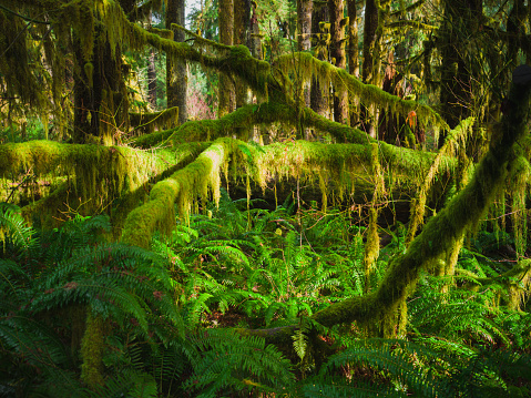 Medium format camera image from HOH Rainforest, Olympic National Park, Washington State, United States
