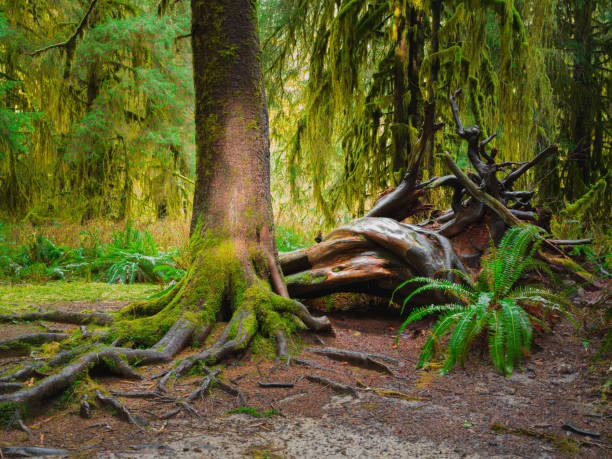 Medium format camera image from HOH Rainforest, Olympic National Park, Washington State, United States