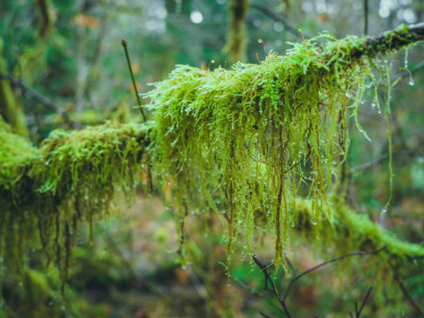 Medium format camera image from Hoh Rainforest, Olympic National Park, Washington State, United States