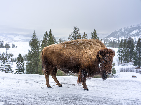 Close-up image of an American Bison roaming wild in the Yellowstone National Park