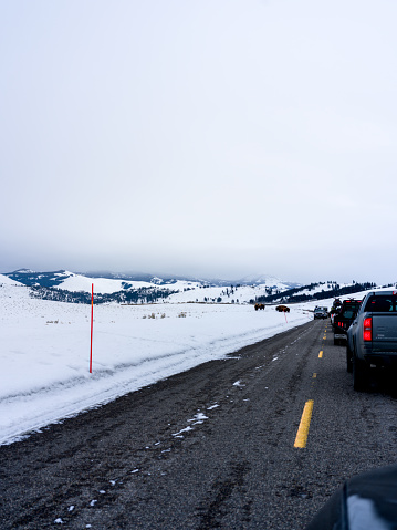 Migrating Bisons stalling traffic in the Yellowstone National Park