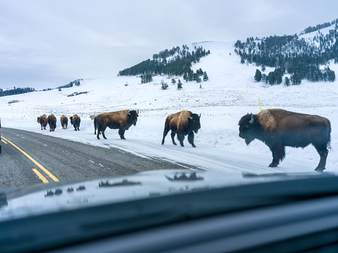 Tourists watching Bison herd from the car