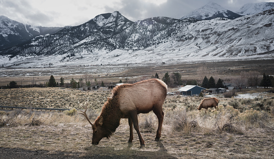 Wide close-up image of Elk in Yellowstone National Park