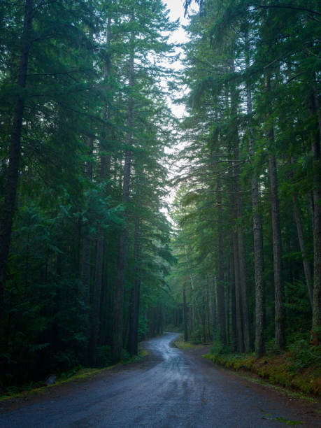istock Mysterious Woodland Drive 1466974722