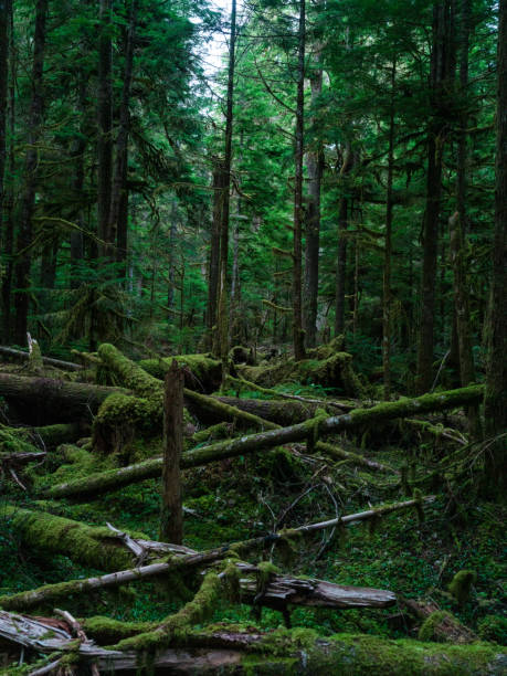 istock Hoh Rain Forest, Olympic National Park 1466974747