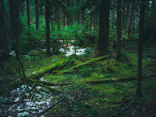 istock Hoh Rain Forest, Olympic National Park 1466974762