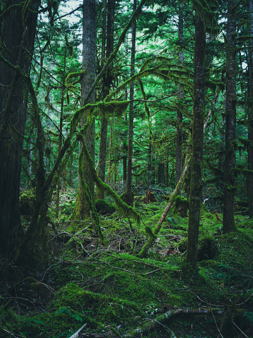 Medium format camera image from HOH Rainforest, Olympic National Park, Washington State, United States