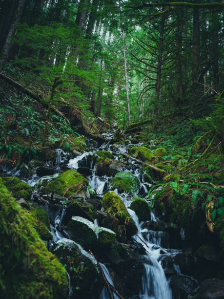istock Mountain water gushing through the Olympic woodlands 1466974796