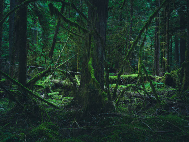 istock Hoh Rain Forest, Olympic National Park 1466974803