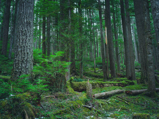 istock Hoh Rain Forest, Olympic National Park 1466974813