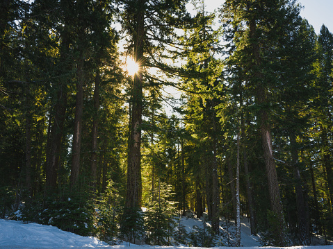 Medium format camera image from Olympic National Park, Washington State, United States