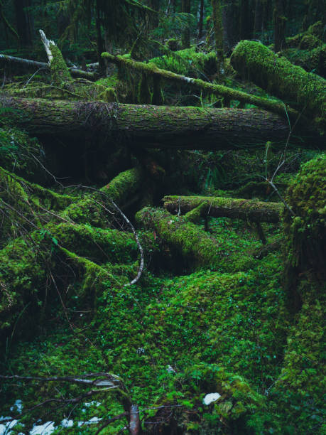 istock Hoh Rain Forest, Olympic National Park 1466974818
