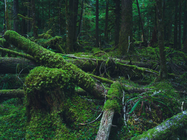 istock Hoh Rain Forest, Olympic National Park 1466974825