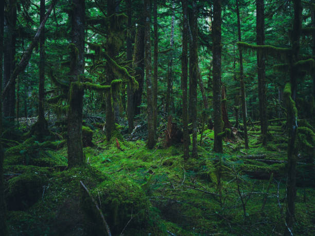 istock Hoh Rain Forest, Olympic National Park 1466974828