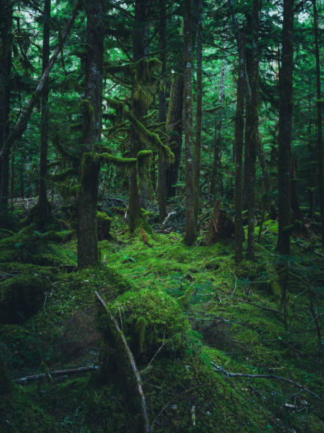 istock Hoh Rain Forest, Olympic National Park 1466974829